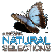 Arizona Natural Selections of Mesa