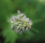 Green Future Industries