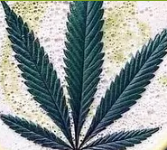 MedicalMarijuanaCard.NYC