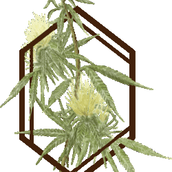 The Botanist - Middletow