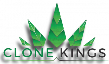 Clone Kings