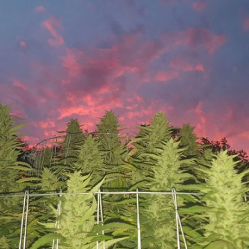 Selecting Alternative Treatment (SAT) Solutions