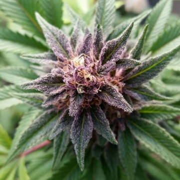 Pure Intentions Wellness Center