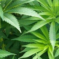 Therapeutic Health Clinic LLC