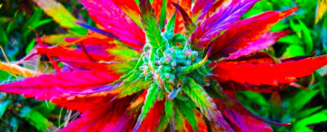 Shangri-La Care Cooperative